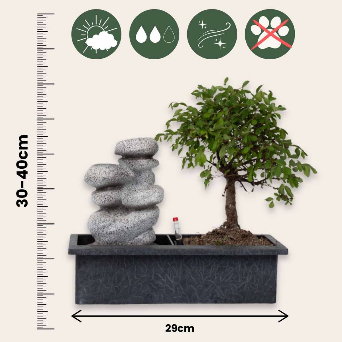 Oasis of Life - Wholesale Live Plant - Bonsai - Set of 2 Chinese bonsai trees - approx. 5 years old - with Easy Care System & water level indicator - Decorative Zen arrangement with stones & mini waterfall - Easy to care for & durable - Height 25–35cm - Ø29cm2
