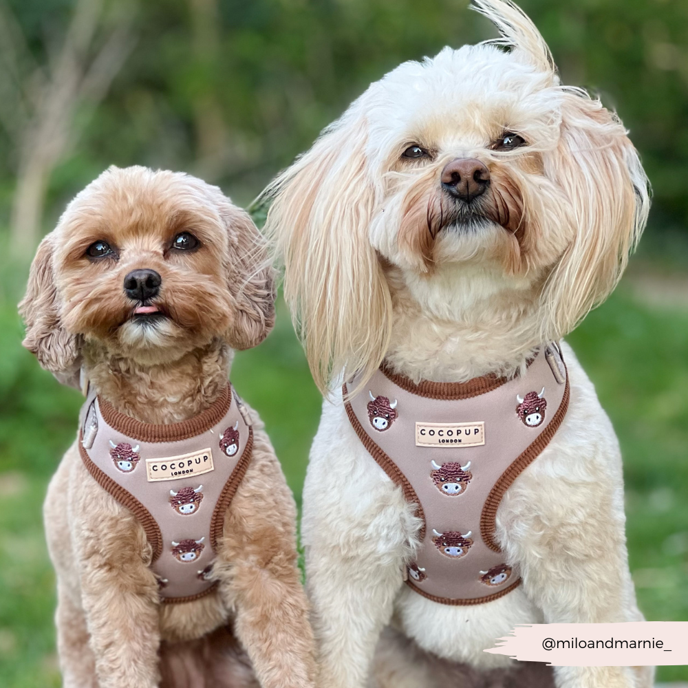 Cocopup London - Wholesale Pet Harness - Dog - Harold the Highland Cow Adjustable Neck HARNESS24
