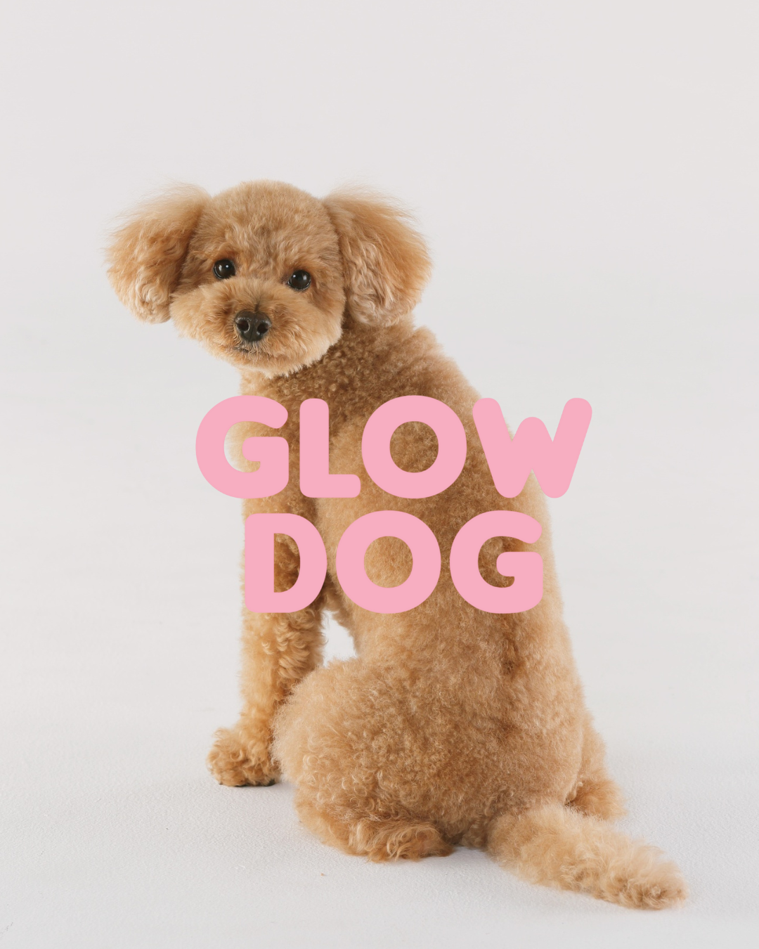 Masco Beauty - Wholesale Pet Shampoo - Dog - Glow Dog – 2-in-1 Vitamin Shampoo & Conditioner for Dogs2