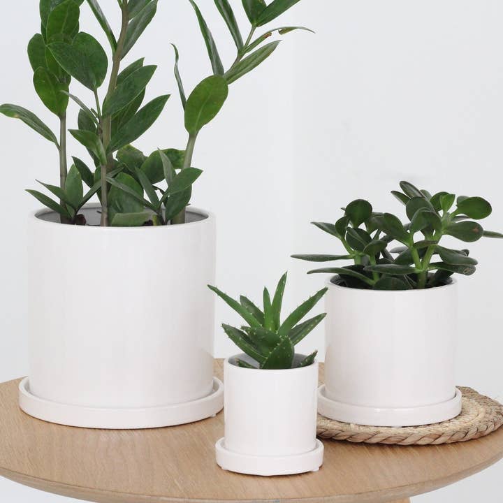 Sprout & About - Wholesale Plant Pot - Small Planter with Saucer in Minimalist Glossy White4
