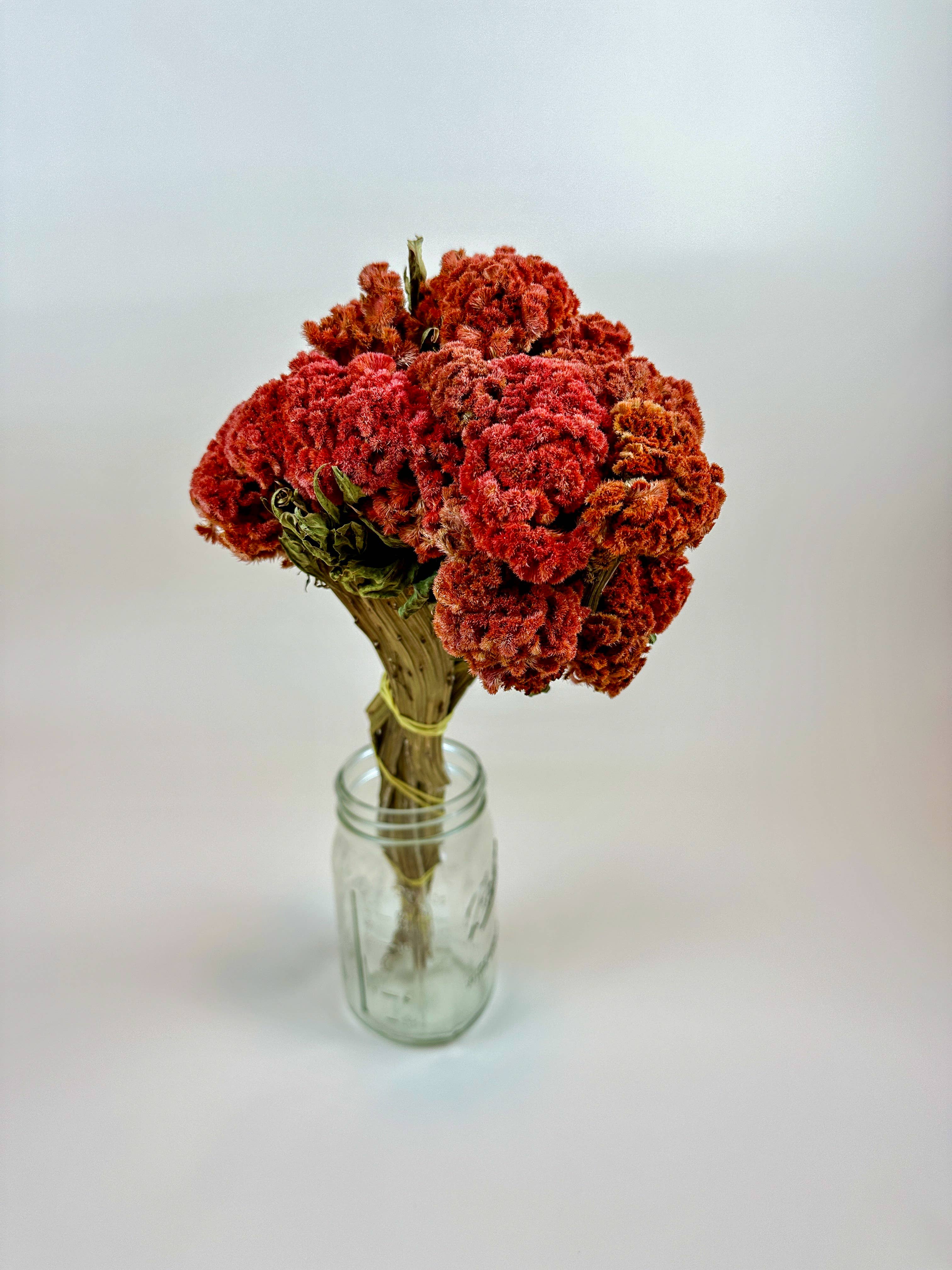 Lovejoy Farms Premium Dried Flowers - Wholesale Dried/Pressed Flowers - Coxcomb (Celosia) – Autumn Collection1