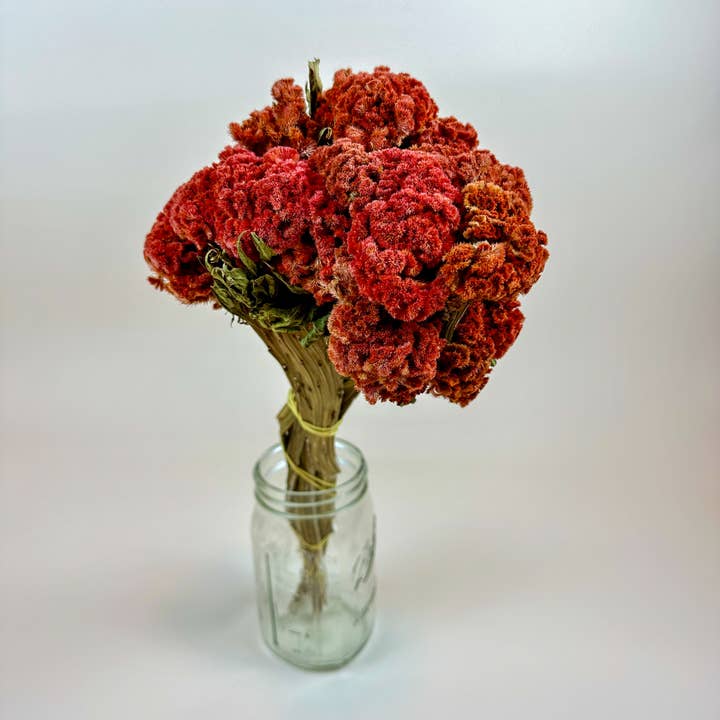 Lovejoy Farms Premium Dried Flowers - Wholesale Dried/Pressed Flowers - Coxcomb (Celosia) – Autumn Collection1