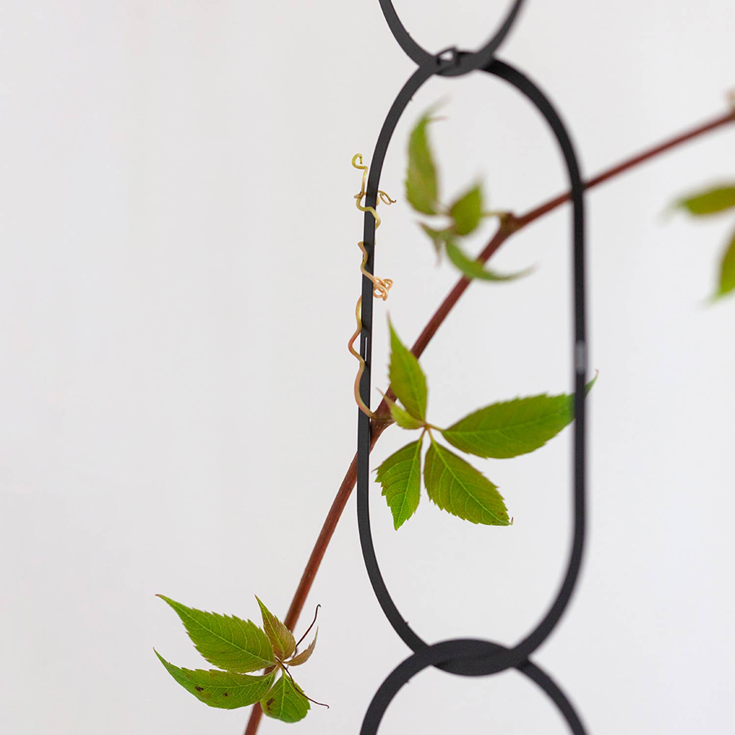 Botanopia - gifts , decor and cards for plant lovers - Wholesale Trellis - Black Brass Chain - Plant Support for climbing plants1