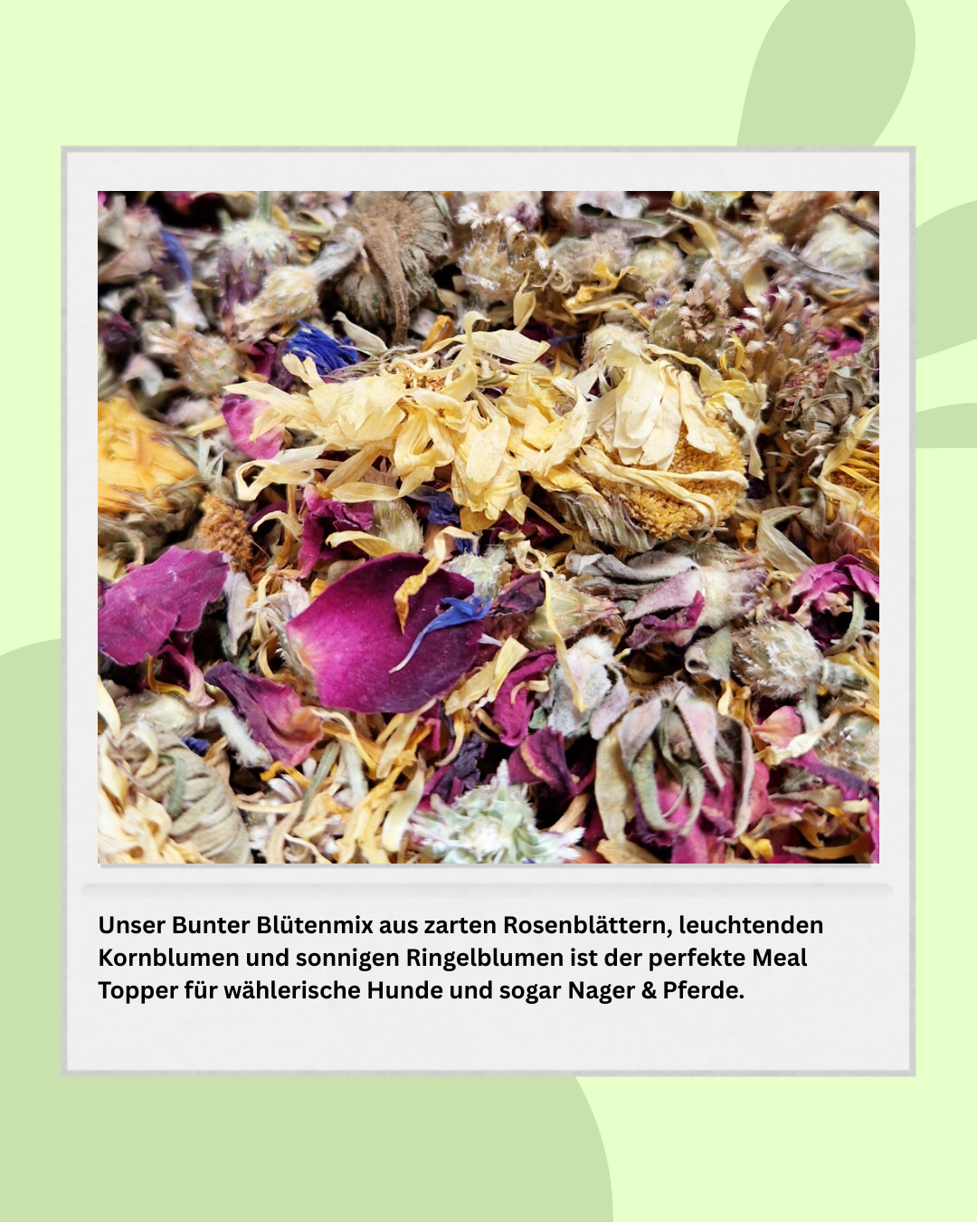 PAMICO - Wholesale Pet Food - Dog - Colorful Flower Spice Meal Topper - natural flower mix for dogs & rodents3