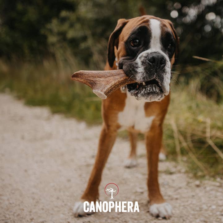 CANOPHERA GmbH - Wholesale Pet Chew Toy - Dog - Dog Chew Made of Red Deer Antlers.4