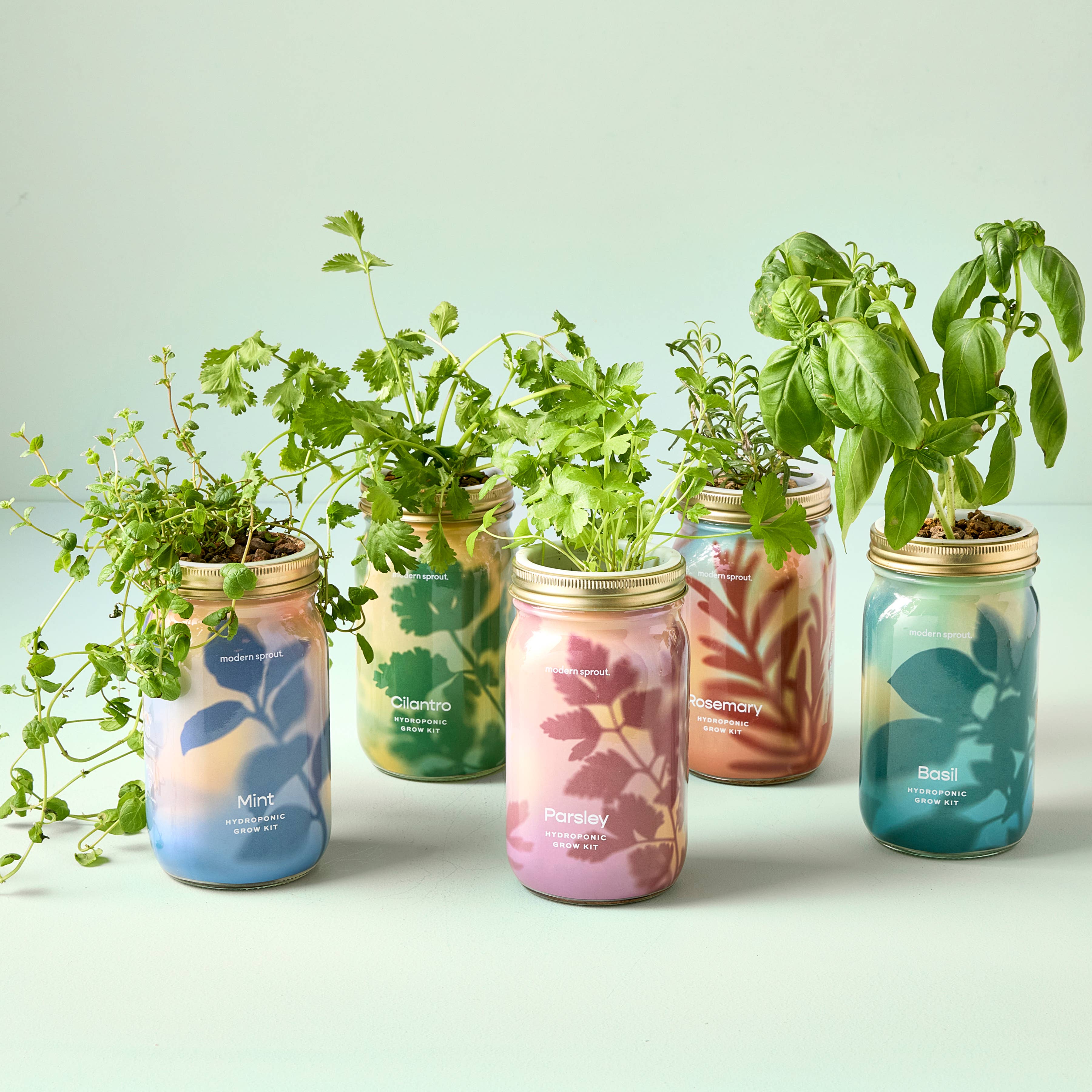 Modern Sprout - Wholesale Plant Pot - Herb Garden Jar25