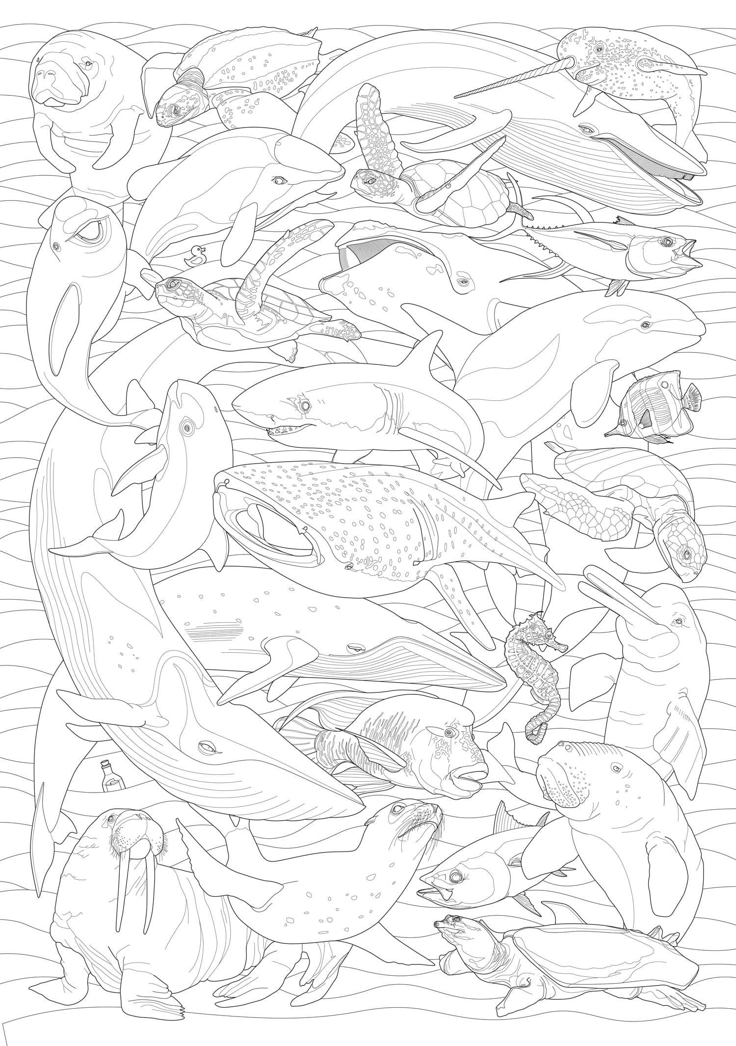 OddGoods - Wholesale Puzzle - Adult - Aquatic 1000 Piece Jigsaw Puzzle1