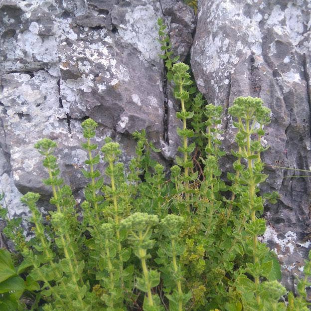 Kalypso-Natural products - Wholesale Herbs - Greek Oregano 25g3