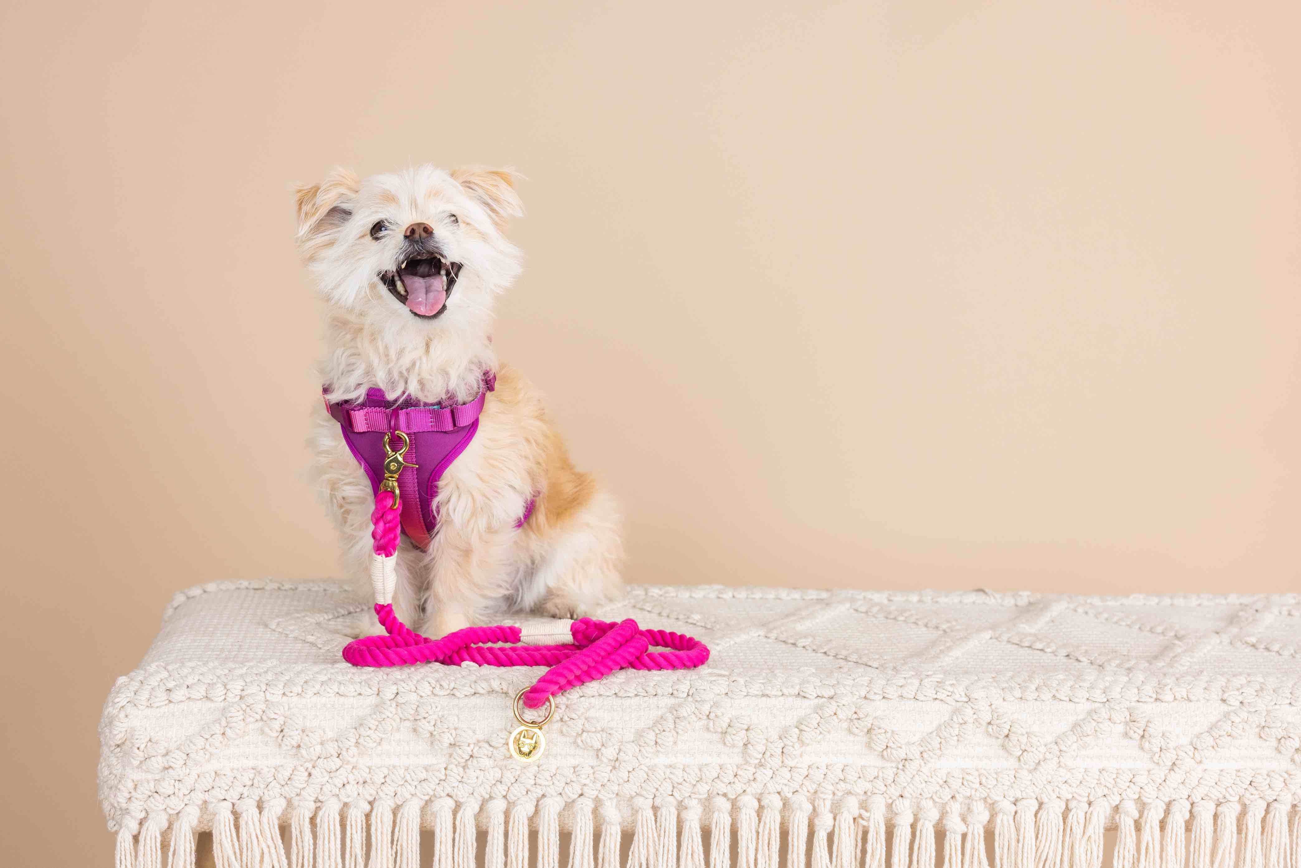 Pink Papyrus | Premium, Durable, & Stylish Dog Products - Wholesale Pet Harness - Dog - Joana Dog Harness | No Pull Dog Harness | Purple Dog Harness2