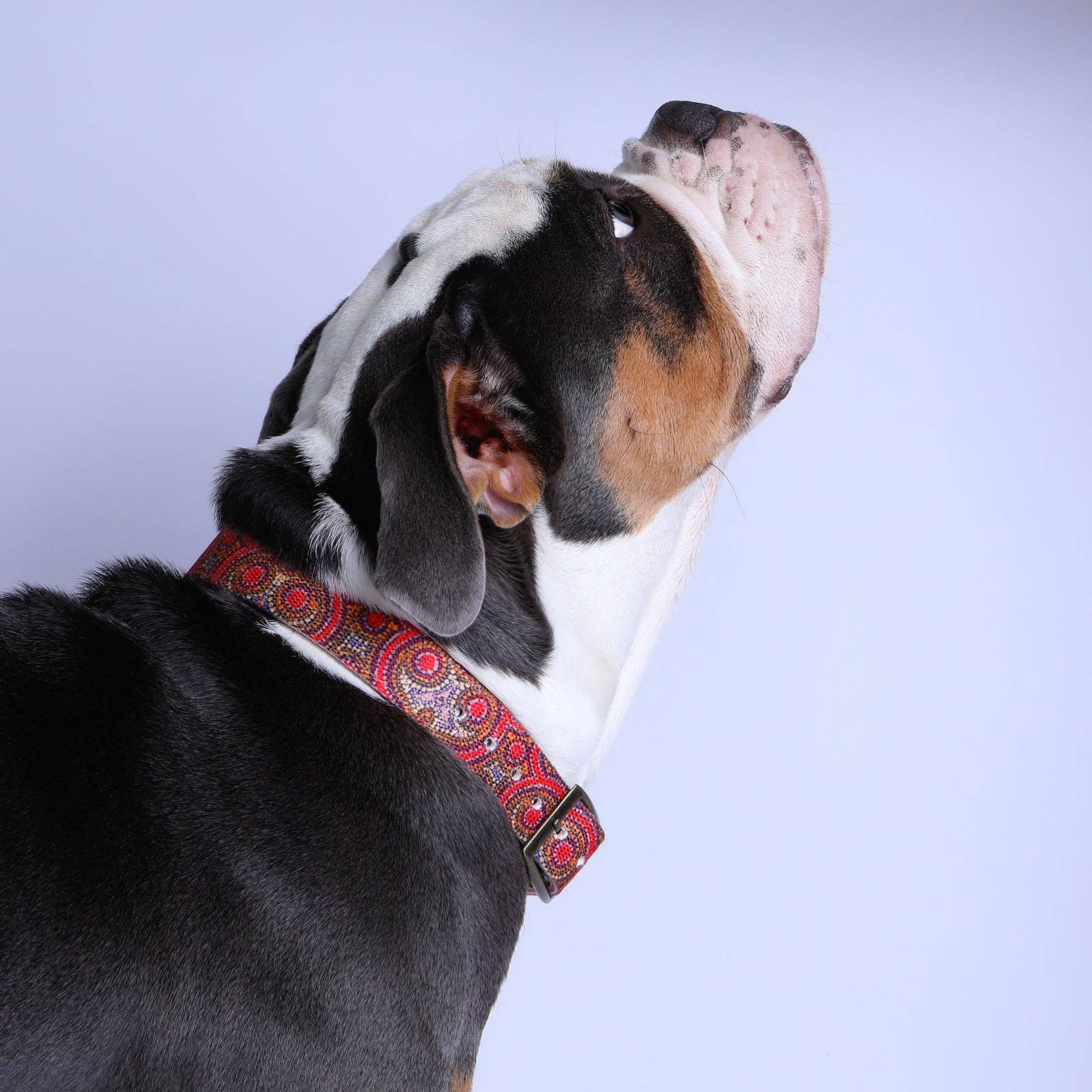 Outback Tails – wholesale Pet collar – Dog – Leather Dog Collar - Snake Dreaming2