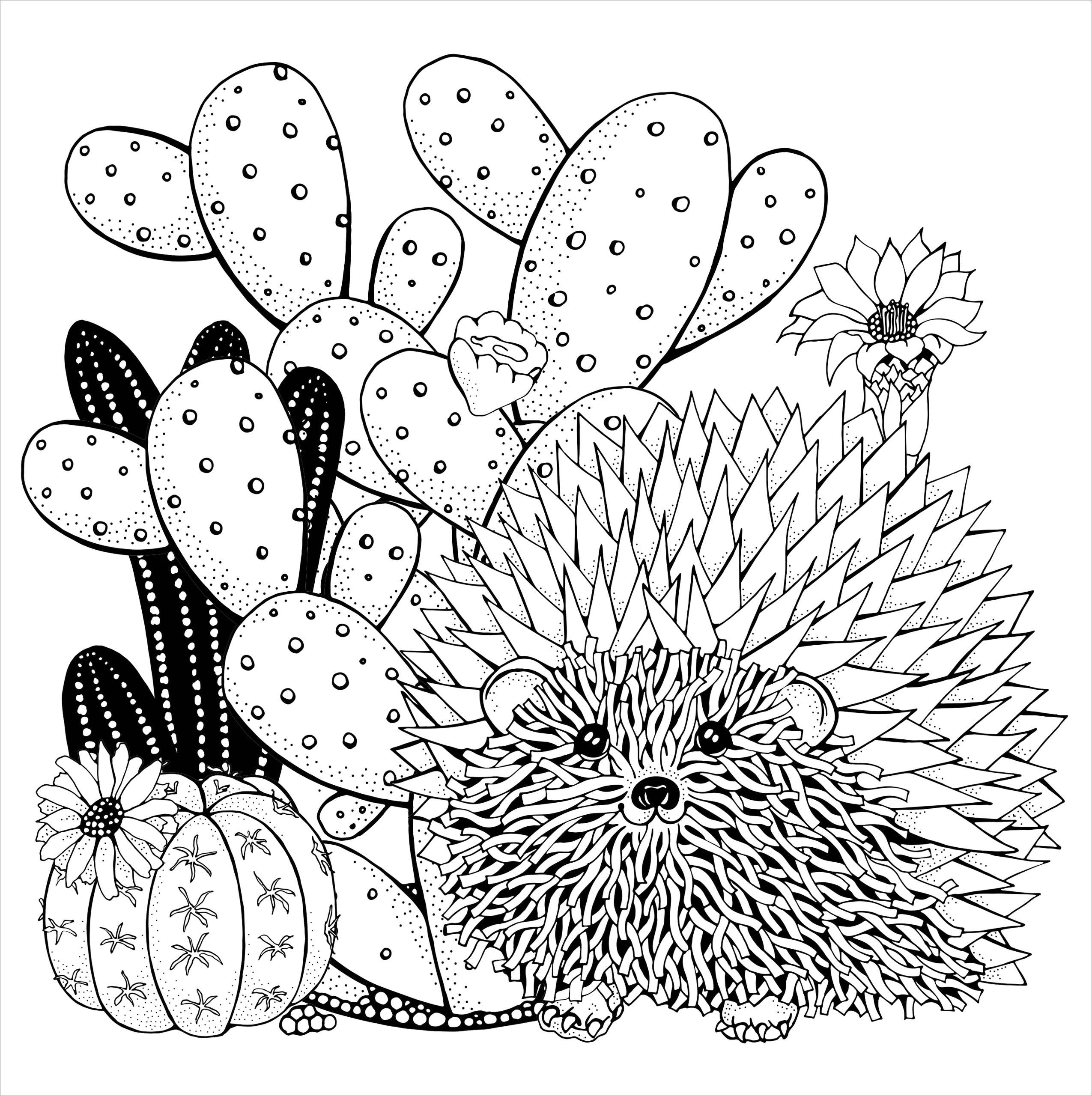 Peter Pauper Press - Wholesale Coloring & Activity Book - Adult - Succulents Artist's Coloring Book4