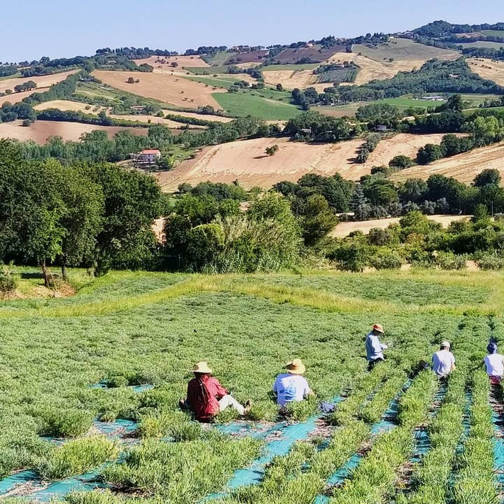 Rinci - Venta al por mayor Mostaza - Mostaza artesanal y Conero Paccasassi