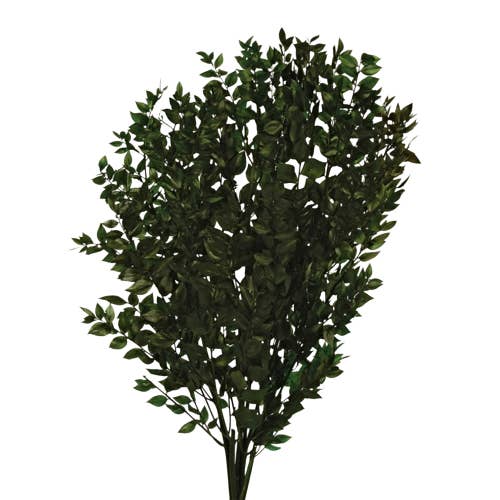 Concari.flores Preservadas – wholesale Konstgjorda blommor – BEVARAD RUSCUS