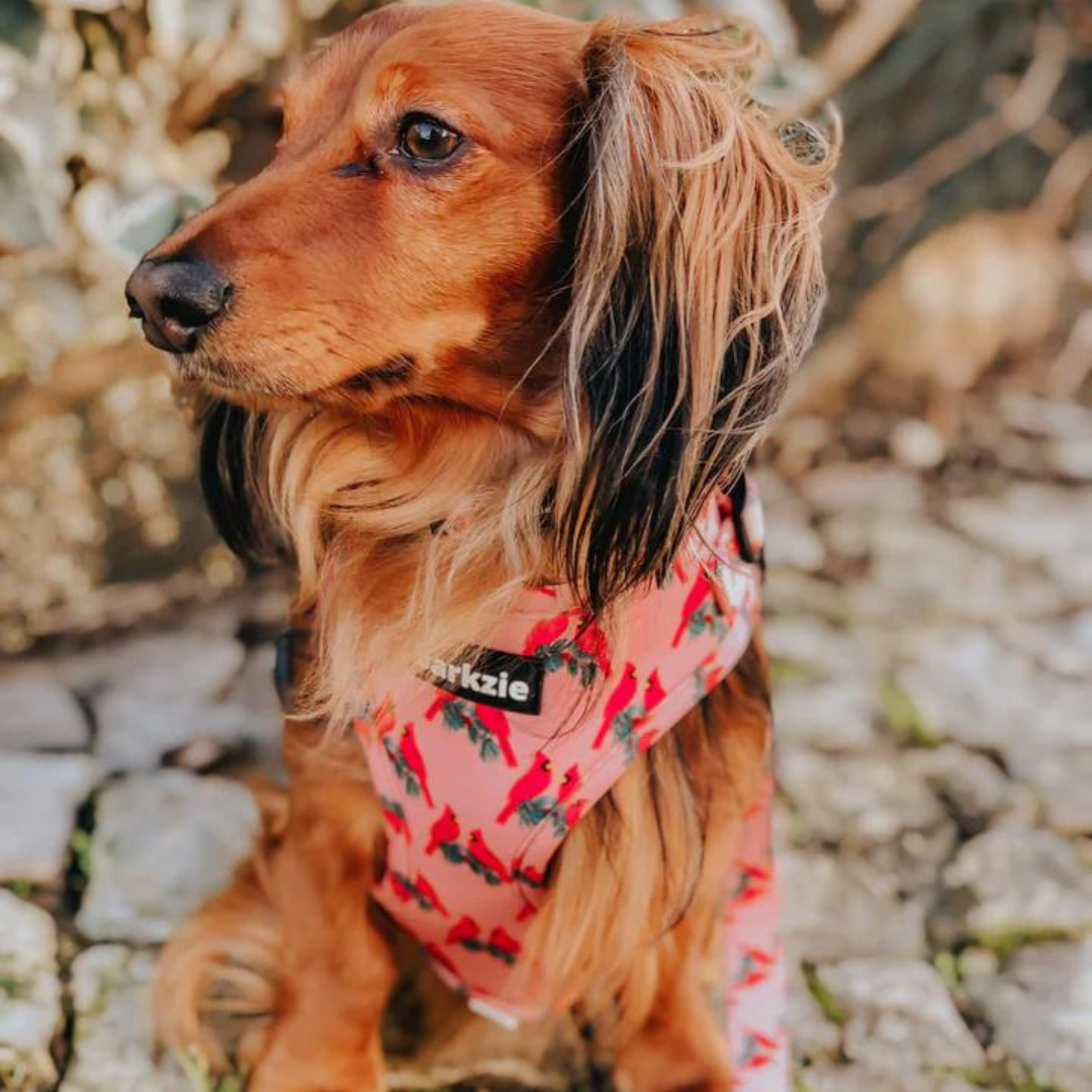 barkzie - Vente Harnais – chien - Harnais ajustable Santa Fe pour chien3