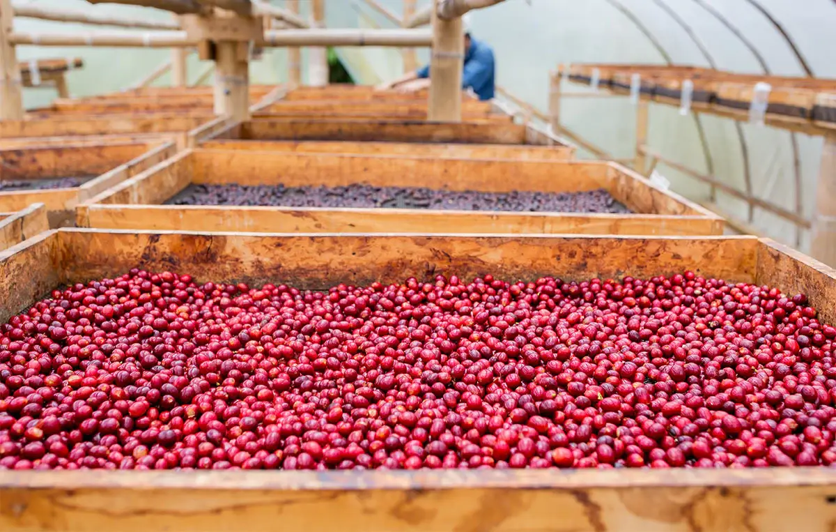 Methodical Coffee & Tea - Wholesale Coffee Beans - Colombia, Catw2