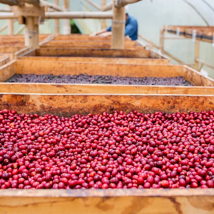 Methodical Coffee & Tea - Wholesale Coffee beans - Colombia, Catw2