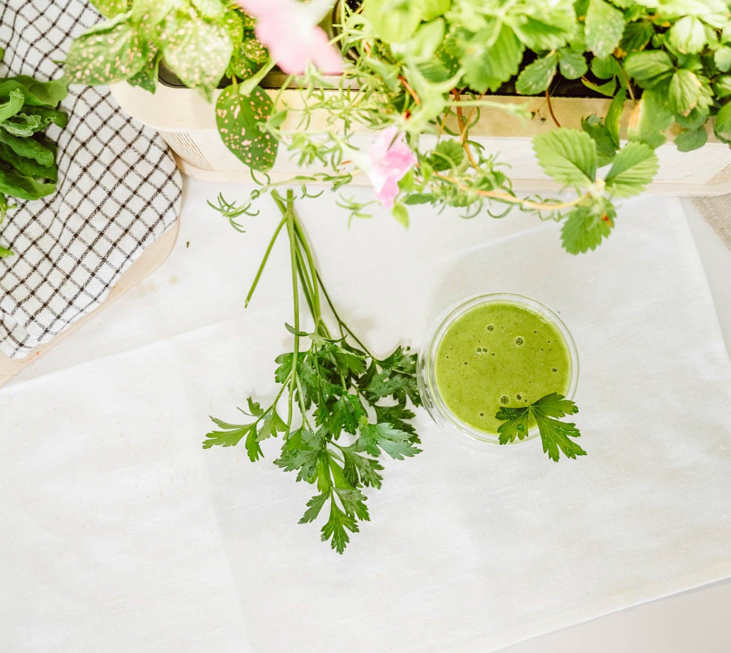 BerlinGreen – Sementes de plantas por atacado – PlantPlugs │ Kit Super Mix de Vitaminas 8 unidades3