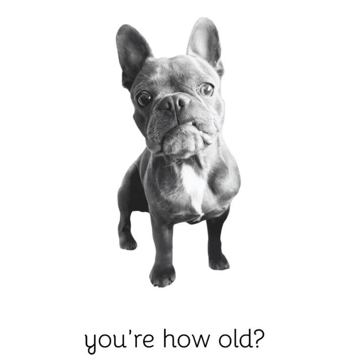 Pardon My Frenchie - Wholesale Stationery/Notecard Set - you're how old frenchie 4x6 note card1