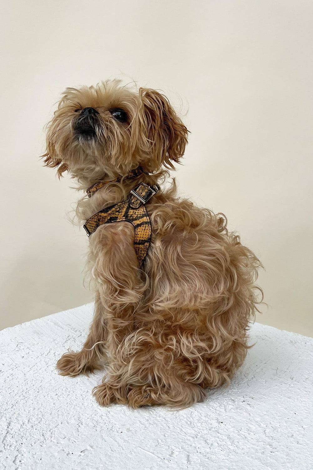 Shaya Pets – Engroshandel Kæledyrssele – Hund – Noah præget gul og sort læder kæledyrssele til hund