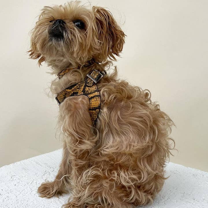 Shaya Pets - Vendita all'ingrosso Pettorina - Cani - Pettorina per cani in pelle gialla e nera goffrata Noah