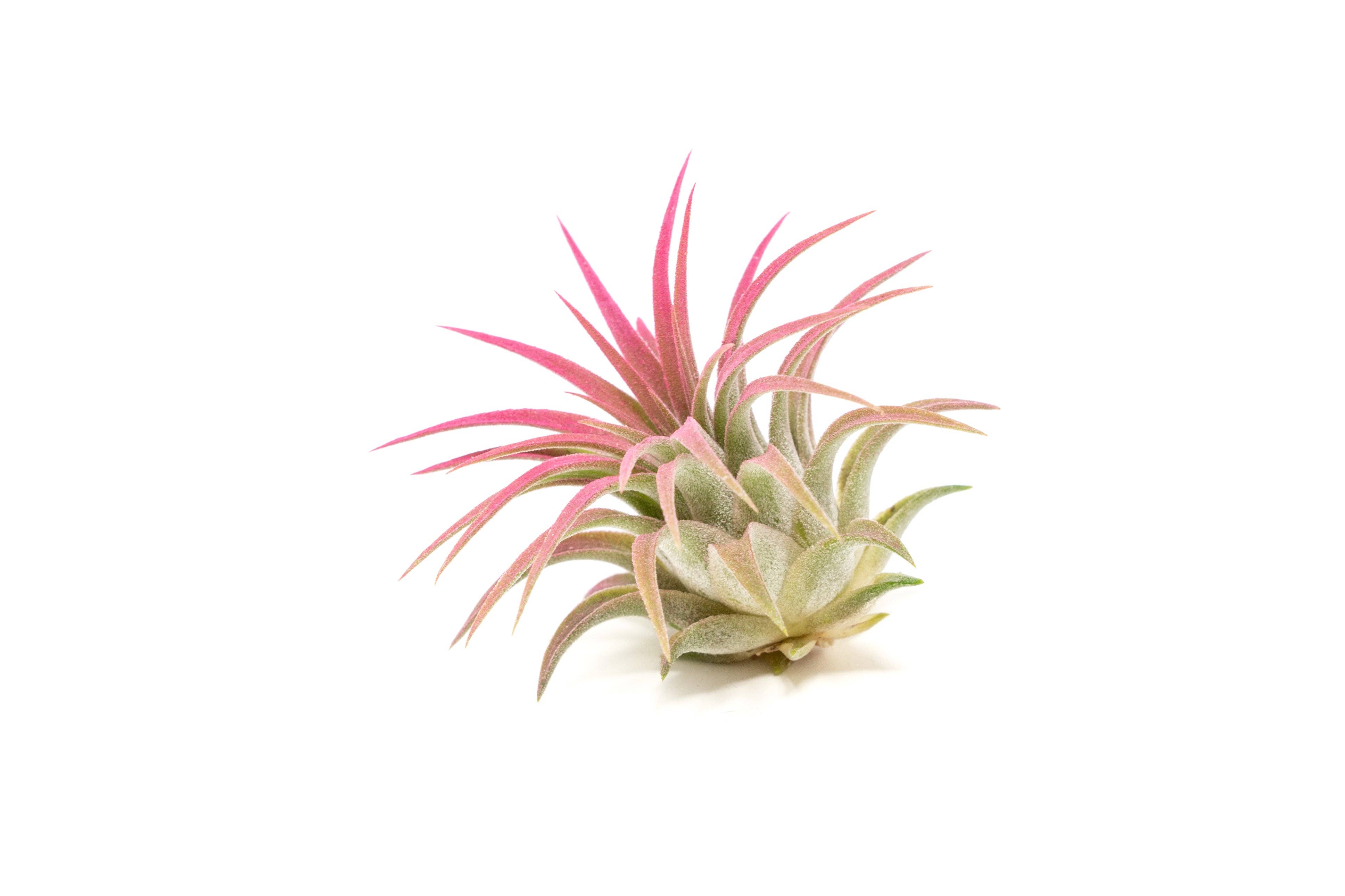 Air Plant Shop - Wholesale Live Plant - Color Enhanced Tillandsia Ionantha Rubra Air Plants35