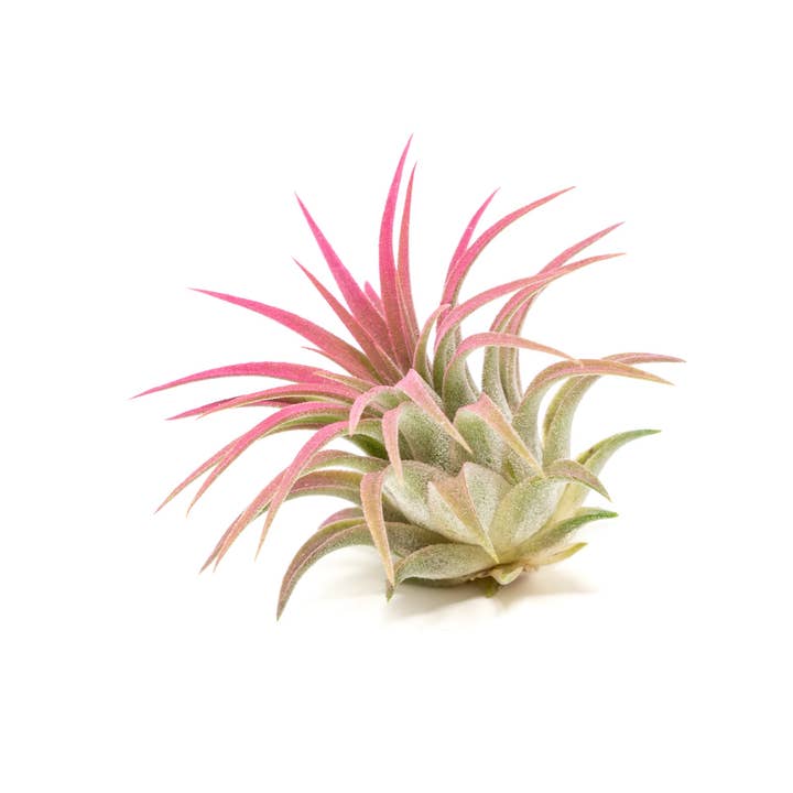Air Plant Shop - Wholesale Live Plant - Color Enhanced Tillandsia Ionantha Rubra Air Plants35