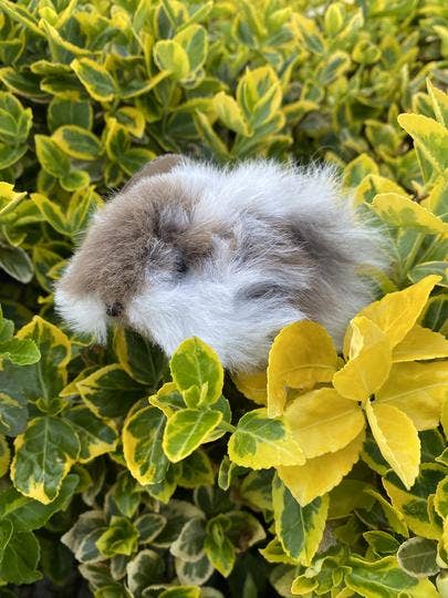 Blossom Inspirations - Wholesale Stuffed/Plush Toy - Kids & Baby - Cuyita Guinea Pig Alpaca Fur Toy8