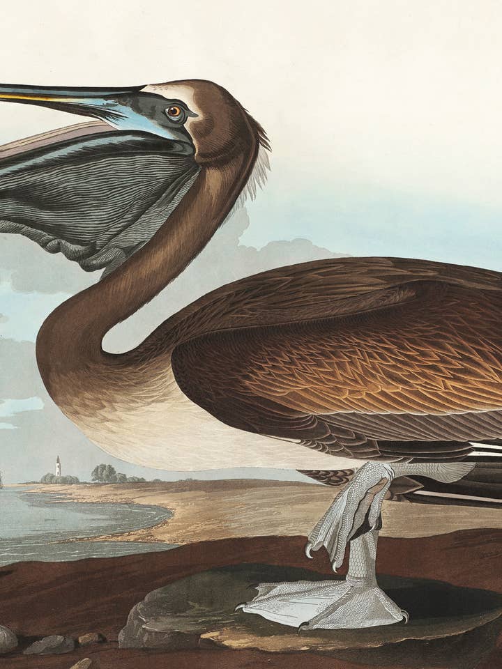 Postcard Brown Pelican (231028) for wholesale by The Knowledge of Things by Catch Publishing