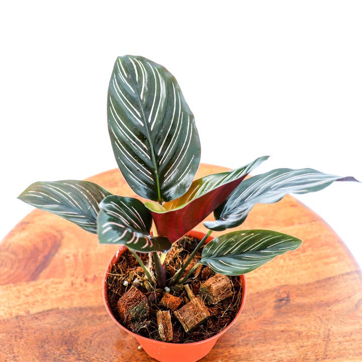 Anna's Garden, Home and Wellness - Wholesale Live Plant - 4" Calathea Assorted 1