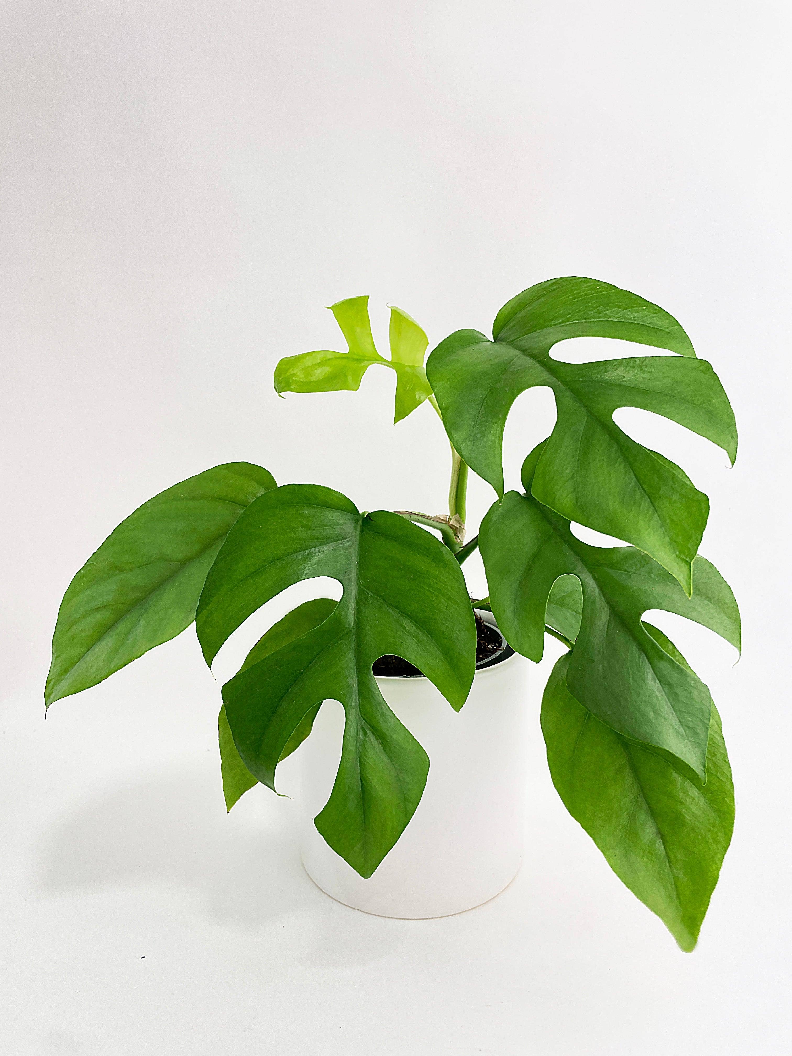 Bumble Plants - Wholesale Live Plant - Rhaphidophora Tetrasperma Mini Monstera 'Ginny'3
