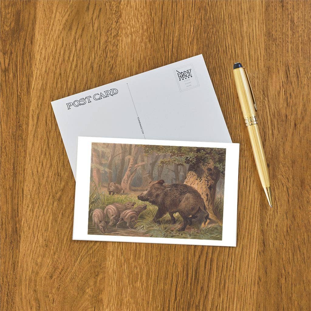 Found Image Press - Wholesale Postcard - Postcard AN-389 Peccary1