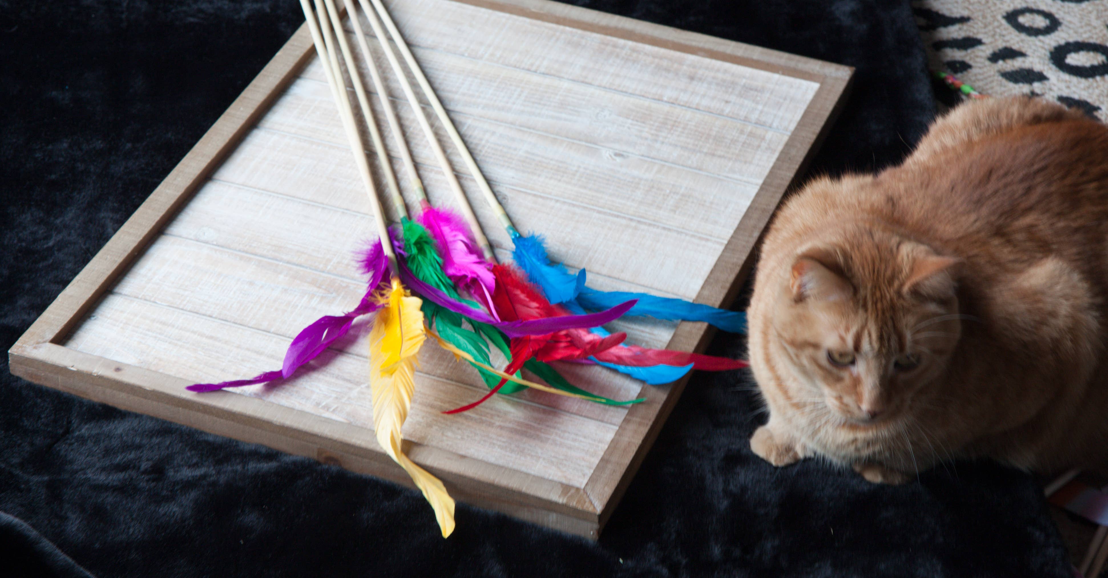 Dr. Pussums Catnip - Wholesale Pet Toy - Cat - Cat Teasers Cat Toys4