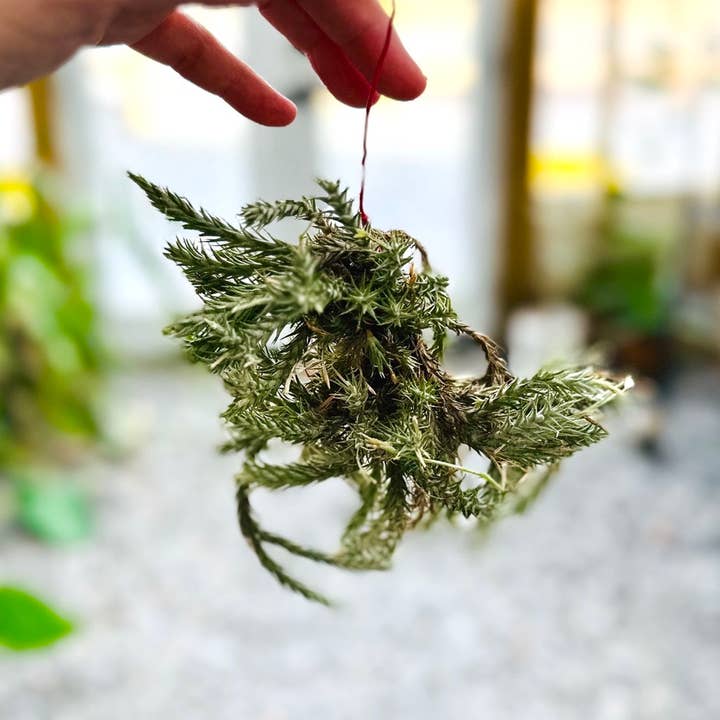 The Artizan Way - Wholesale Live Plant - Tillandsia Tricholepis - Miniature Live Air Plant