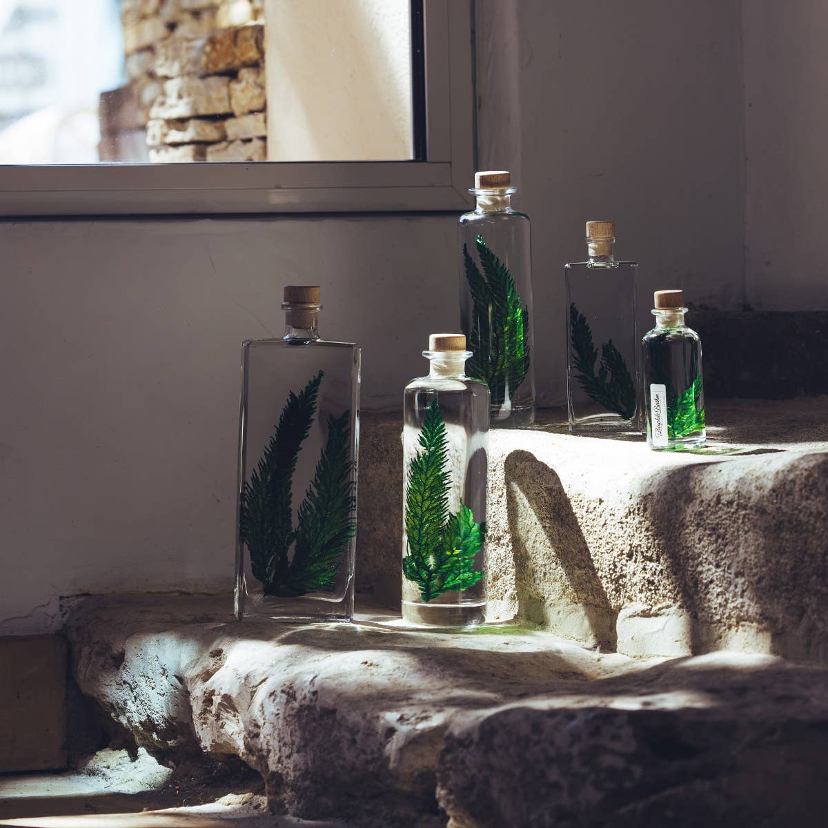 Theophile Berthon - Wholesale Live Plant - The Colombian Fern Herbarium - submerged plant4