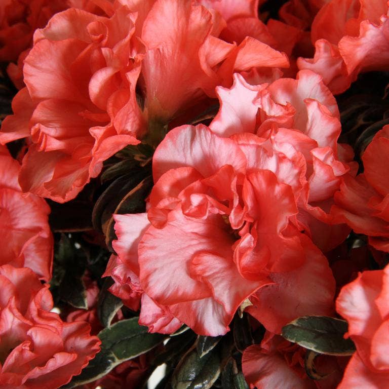 The Little Botanical – wholesale Live plant – Living Premium Azalea Mix – Gift Wrapped with Ribbon7
