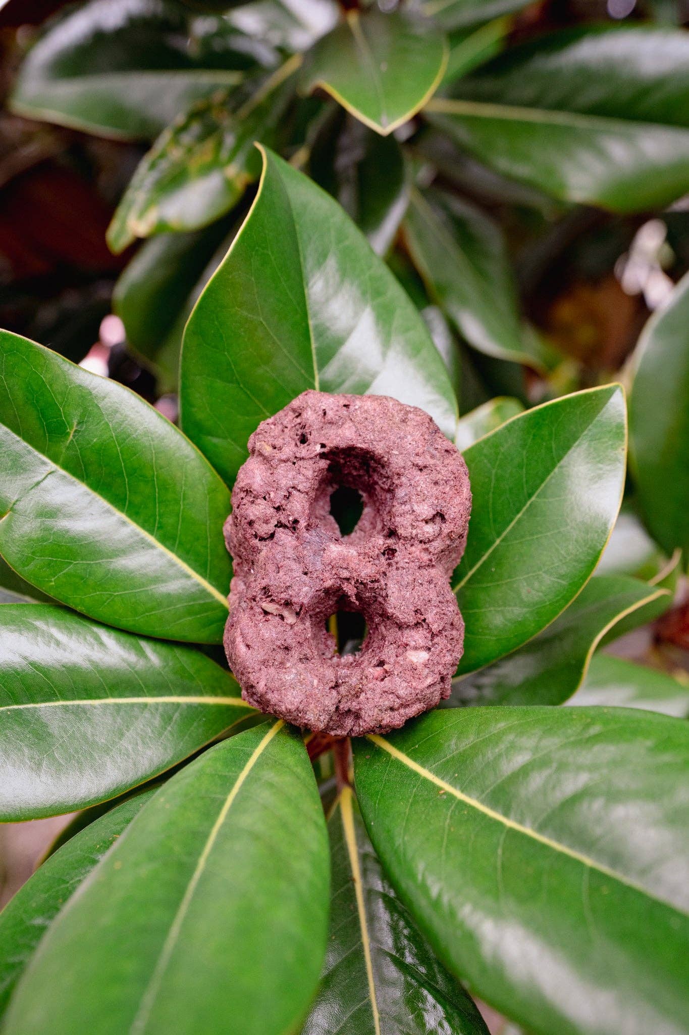 Love Liparu - Wholesale Pet Treats - Dog - MEAT NUMBER | Freeze-Dried Dog + Cat Treat8