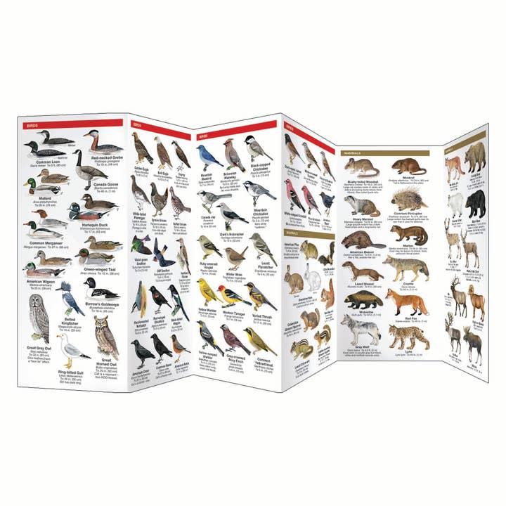 REMOVED BRAND - Wholesale Nature & Outdoors - Field Guide to Banff National Park2