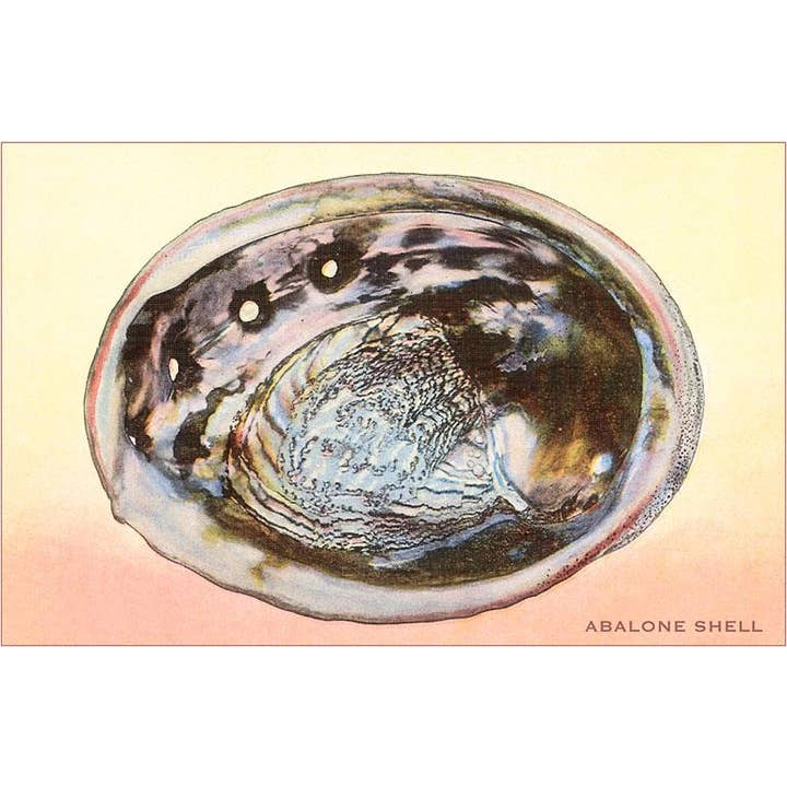 Postcard TS-69 Abalone Shell for wholesale by Found Image Press