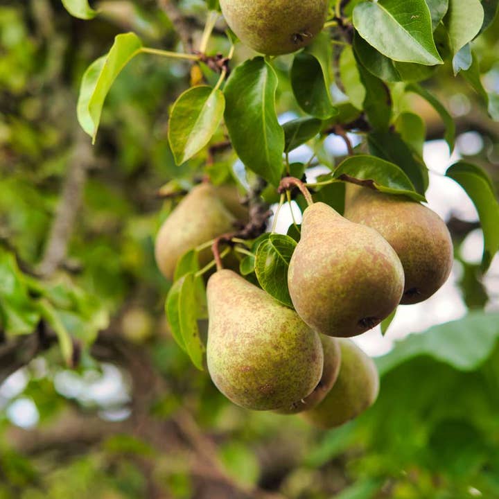 Good Wolf Beverages - Wholesale Soda/Carbonated Drink - Falling Pears Probiotic Soda - No Added Sugar - 750ml2