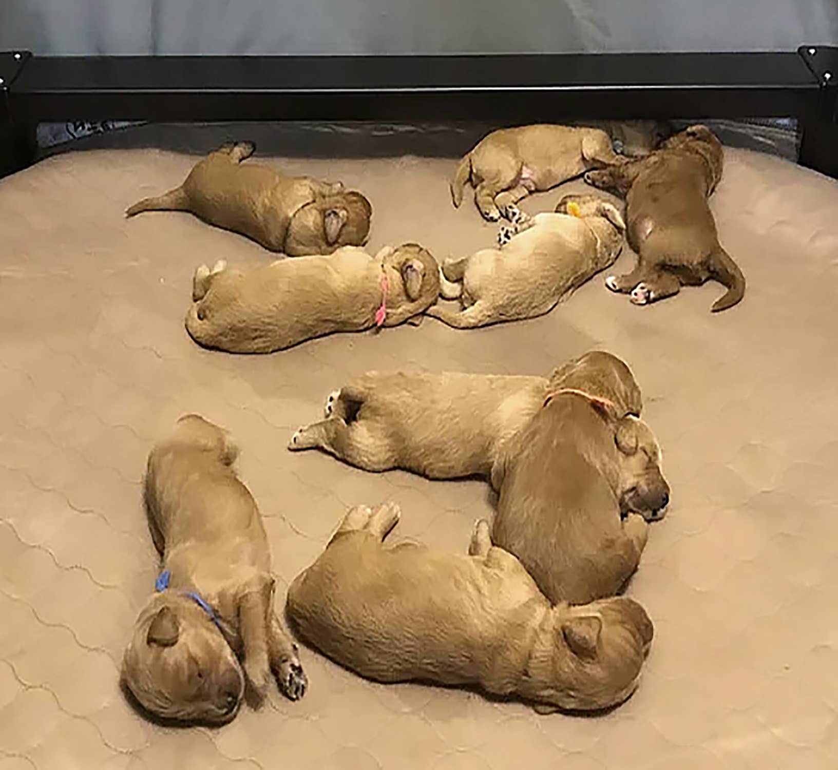 home mart goods – wholesale Matta - Hund – 56"x56" Tvättbar Vattentät Träningsmatta för Hundvalp Kissmatta1