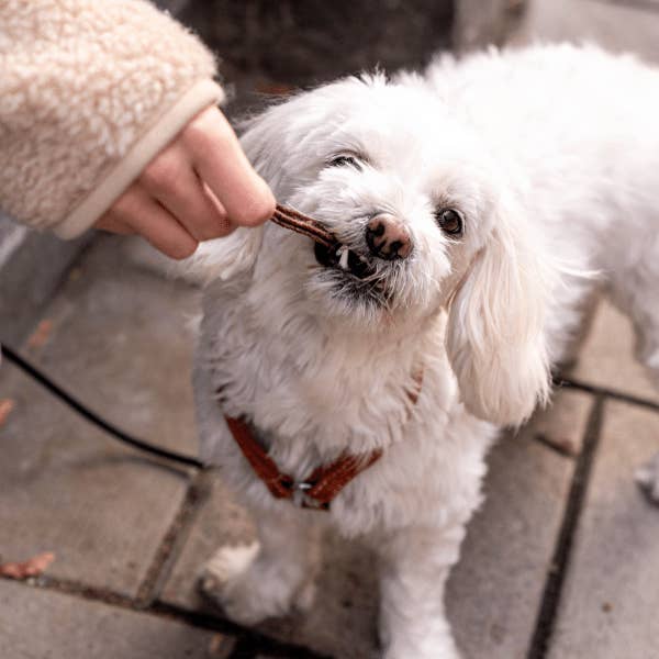 Buddy Pet Foods - Wholesale Pet Treats - Dog - Dental Chew - Venison 100g1