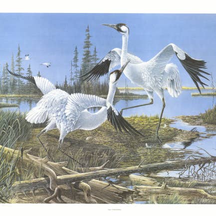 12 Lot. 'Crane Elegance - The Mating Dance'. Bird Prints. for wholesale by Who You Art