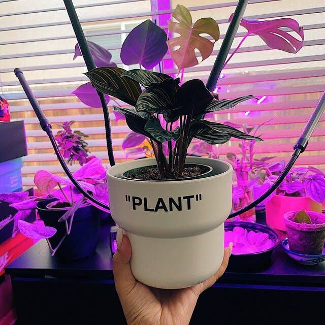 HYPED ART - Wholesale Plant Pot - "Plant" Planter (Medium)2