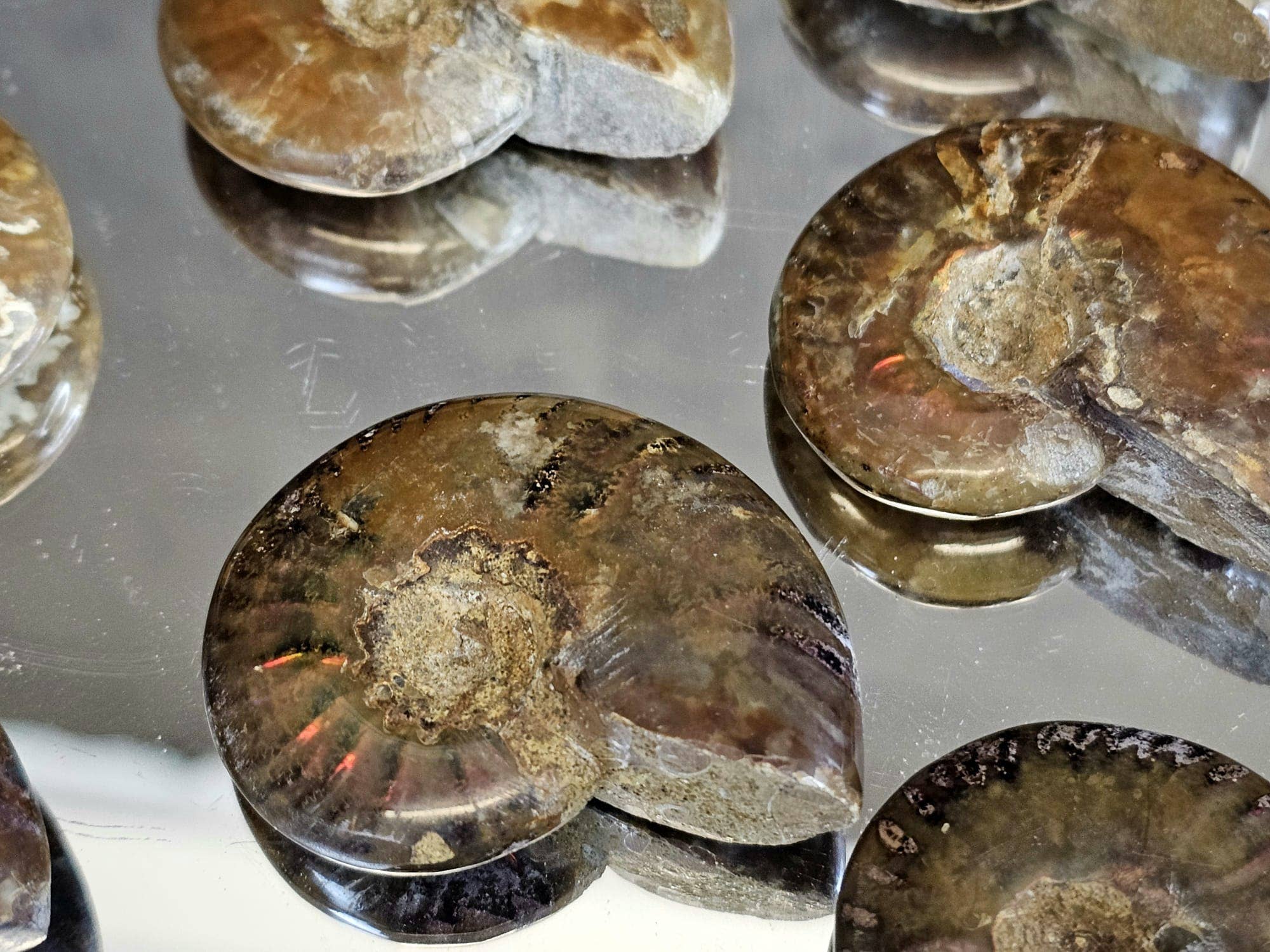 Distinction Crystals - Wholesale Spiritual Stone/Crystal - Iridescent Red Ammonites 4-5CM1