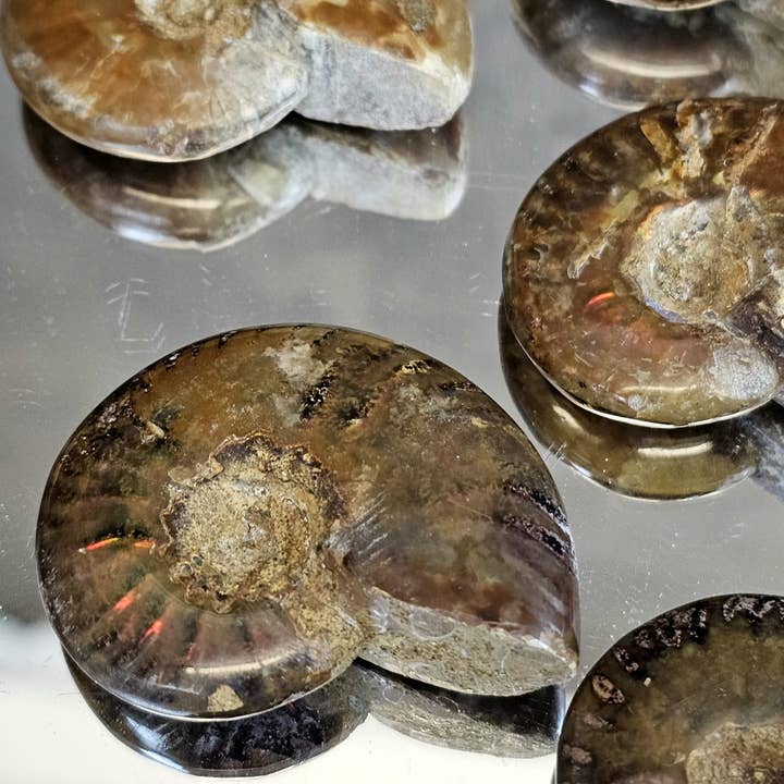 Distinction Crystals - Wholesale Spiritual Stone/Crystal - Iridescent Red Ammonites 4-5CM1