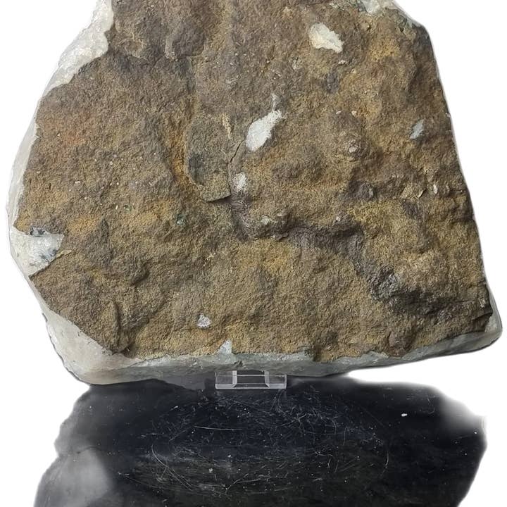 Distinction Crystals - Wholesale Spiritual stone/crystal - Extra large Cactus/ Spirit Quartz - 41