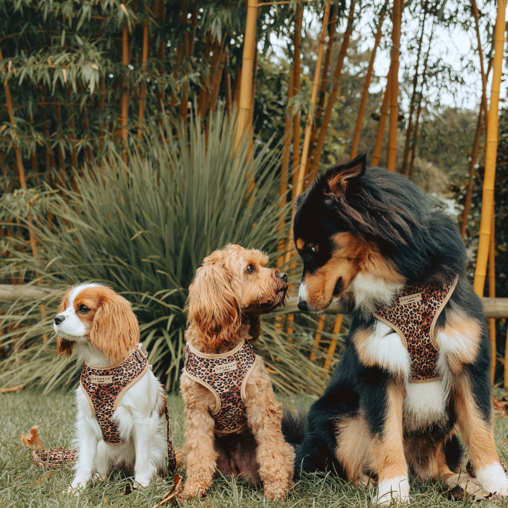 Cocopup London - Wholesale Pet Harness - Dog - Quilted Leopard Pup Adjustable Neck Harness25