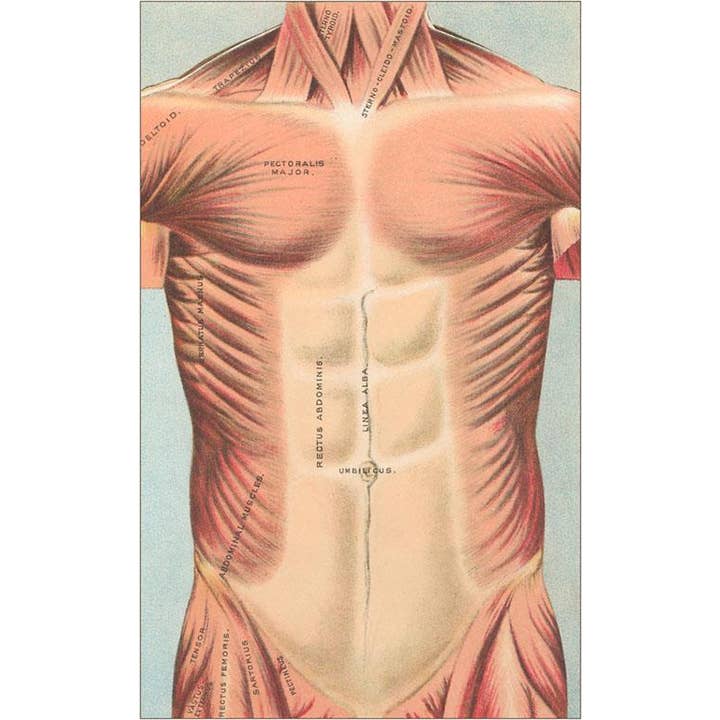 Art Print AY-10 Musculature of the Chest Area for wholesale by Found Image Press