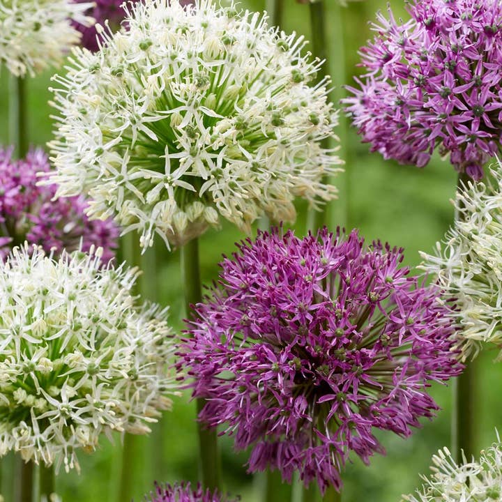 Oasis of Life - Wholesale Plant seeds - Allium bulbs – 15 flower bulbs – Purple & White mix – Flower bulbs for garden & bed – Ornamental garlic with purple and white flowers – Hardy spring bloomers3