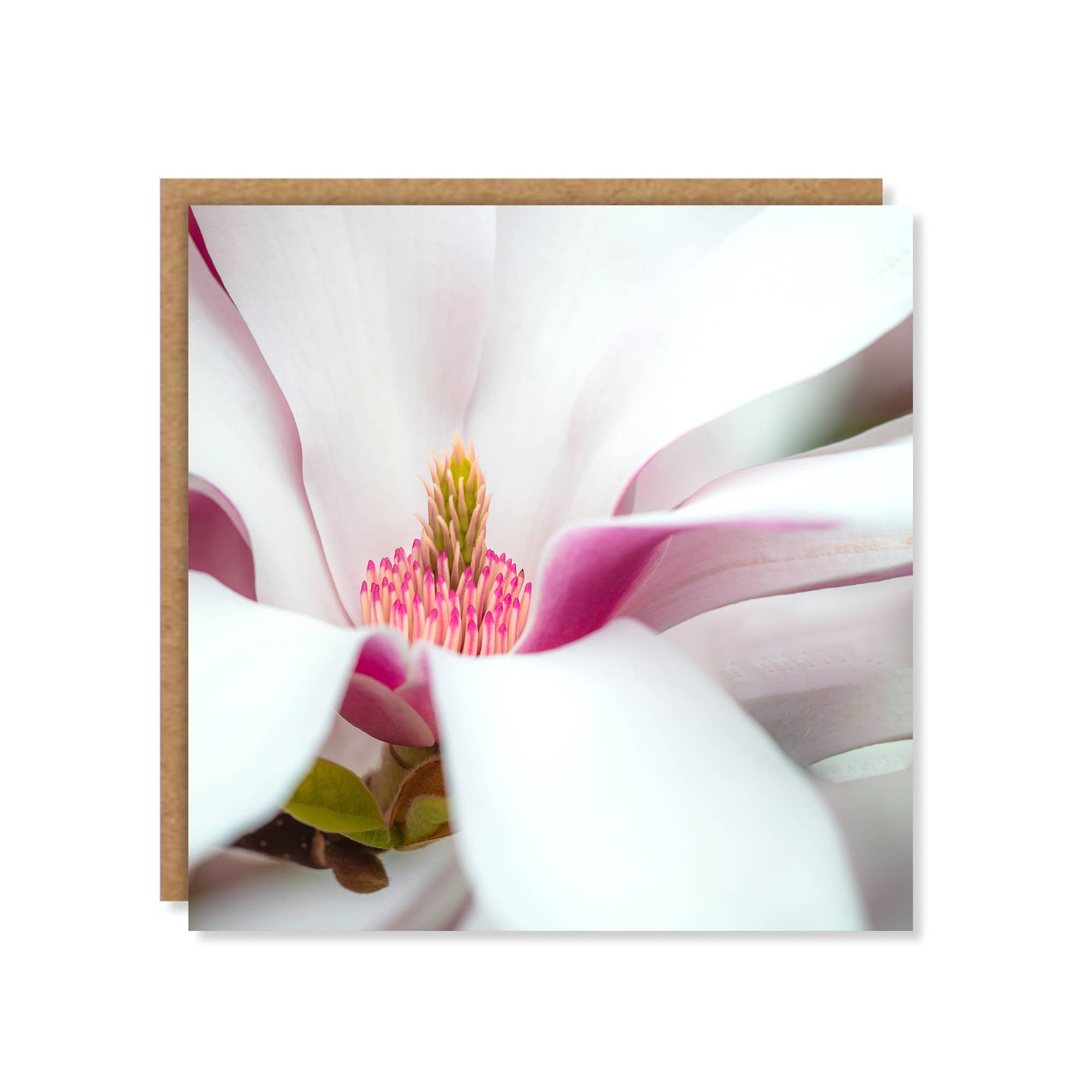 Marina Walker - Wholesale Everyday Greeting Card - Floral Magnolia Petals Greeting Card